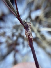 Neolasioptera cornicola