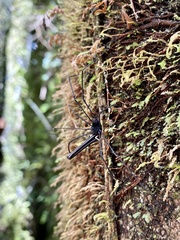 Forsteropsalis inconstans