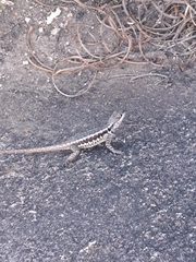 Tropidurus torquatus