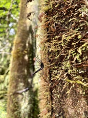 Forsteropsalis inconstans