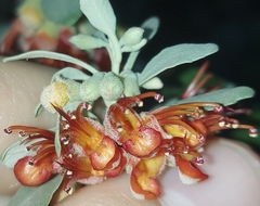 Teucrium heterophyllum