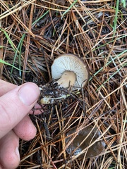 Rhodocollybia