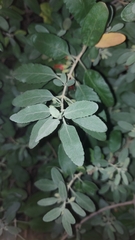 Teucrium heterophyllum