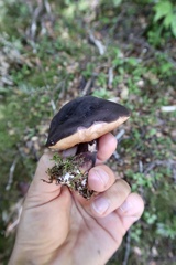 Tylopilus formosus