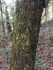 Quercus obtusata