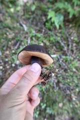 Tylopilus formosus