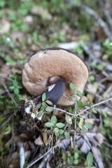 Tylopilus formosus