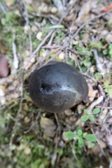 Tylopilus formosus
