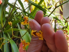 Cyrtochilum densiflorum