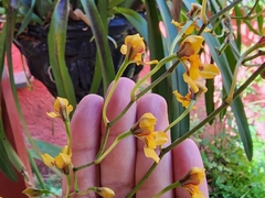 Cyrtochilum densiflorum