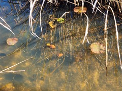 Nelumbo lutea