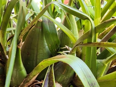 Cyrtochilum densiflorum