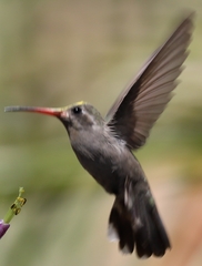 Phaeoptila sordida