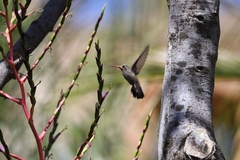 Phaeoptila sordida