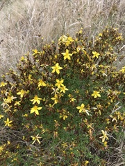 Hypericum perforatum