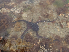 Macroctopus maorum