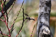 Phaeoptila sordida