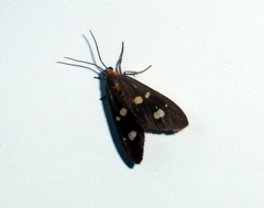 Dysauxes famula