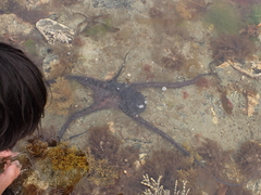 Macroctopus maorum