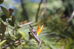 Phaeoptila sordida