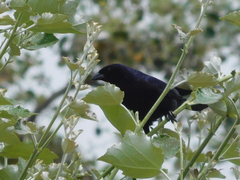 Molothrus bonariensis