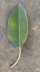 Ficus macrophylla