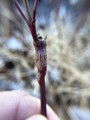 Neolasioptera cornicola