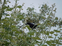 Molothrus bonariensis