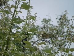 Molothrus bonariensis