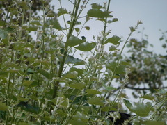 Molothrus bonariensis