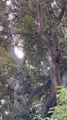 Ficus macrophylla