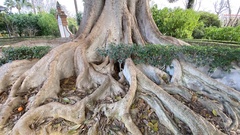 Ficus macrophylla
