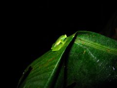 Espadarana prosoblepon