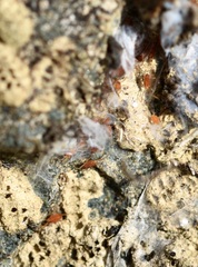 Smarididae