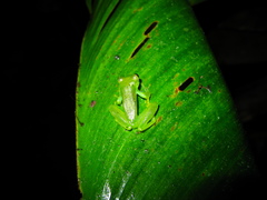 Espadarana prosoblepon