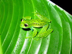 Espadarana prosoblepon