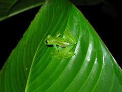 Espadarana prosoblepon