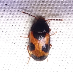 Mycetophagus punctatus