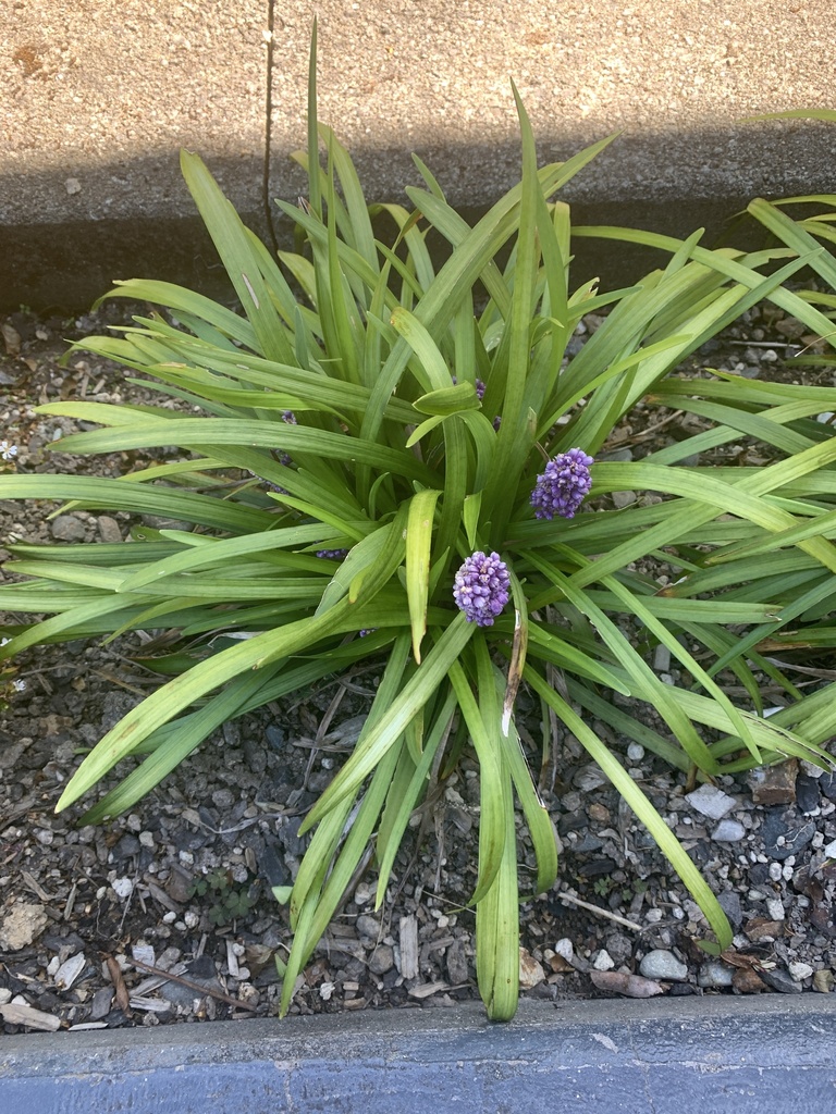 Liriope from Te Ika-a-Māui/North Island, Porirua, Wellington, NZ on ...