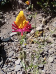 Schizanthus coccineus