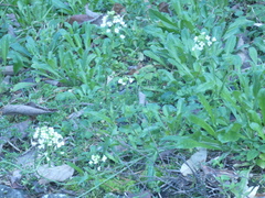 Capsella grandiflora