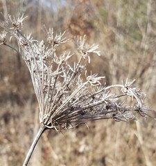 Daucus carota