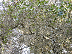 Heteromeles arbutifolia