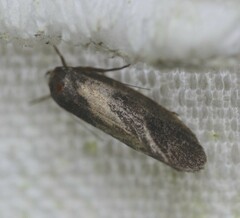 Pycnocera hypoxantha