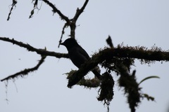 Pachyramphus homochrous