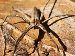 Pisaurina dubia
