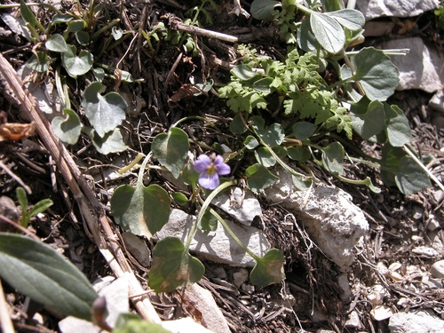 rock violet (Viola lithion)