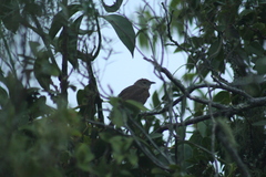 Phacellodomus striaticollis