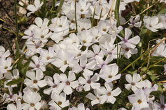 Phlox pulvinata