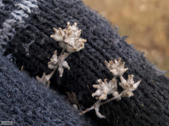 Troglophyton tenellum